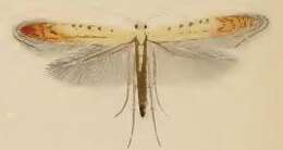 صورة Aspilapteryx limosella (Duponchel 1843)