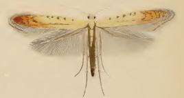 صورة Aspilapteryx limosella (Duponchel 1843)