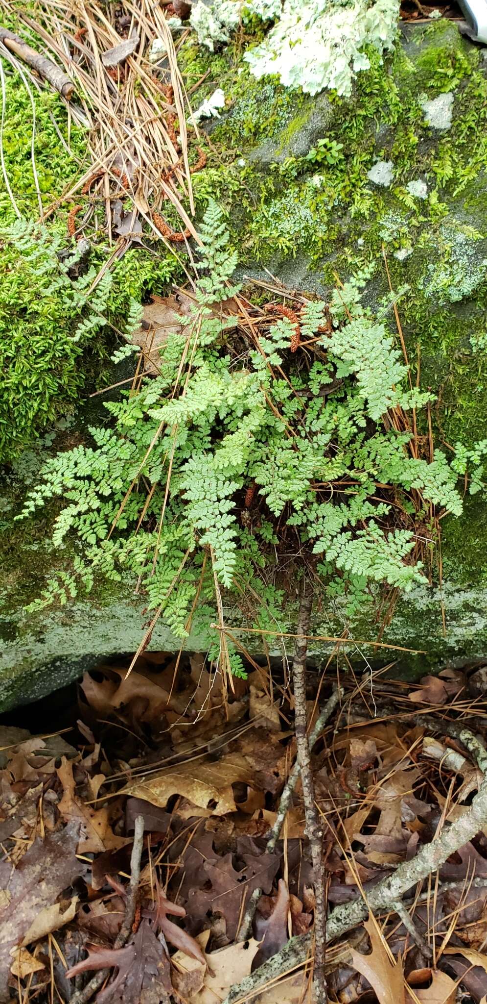 Imagem de Myriopteris lanosa (Michx.) Grusz & Windham