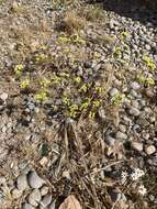 Imagem de Limonium sinuatum subsp. bonduellei (Lestib.) Sauvage & Vindt