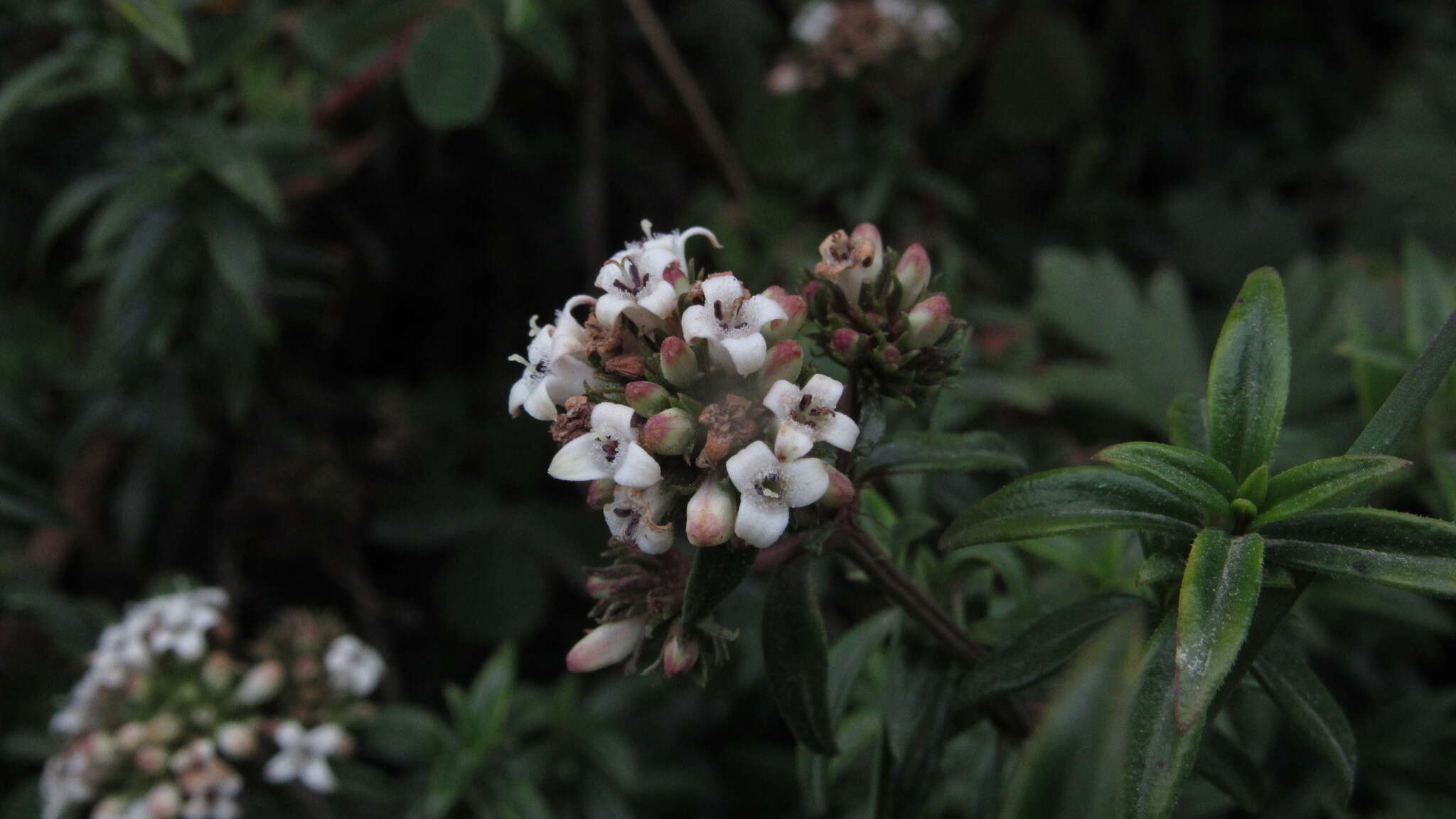 Image de Galianthe bogotensis (Willd.) E. L. Cabral & Bacigalupo