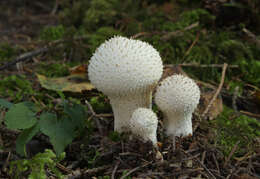 Imagem de Lycoperdon perlatum Pers. 1796