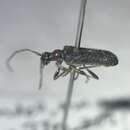 Image of Stripe-legged Long-horned Beetle