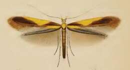 صورة Caloptilia alchimiella (Scopoli 1763)