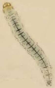 صورة Caloptilia alchimiella (Scopoli 1763)