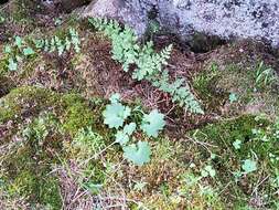 Image of Porsild's Pseudosaxifrage