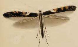 Image of Caloptilia semifascia (Haworth 1828)