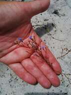 Imagem de Wahlenbergia paniculata (L. fil.) A. DC.