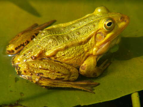 Image de Petite grenouille verte