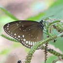 Image of Euploea sylvester Fabricius 1793