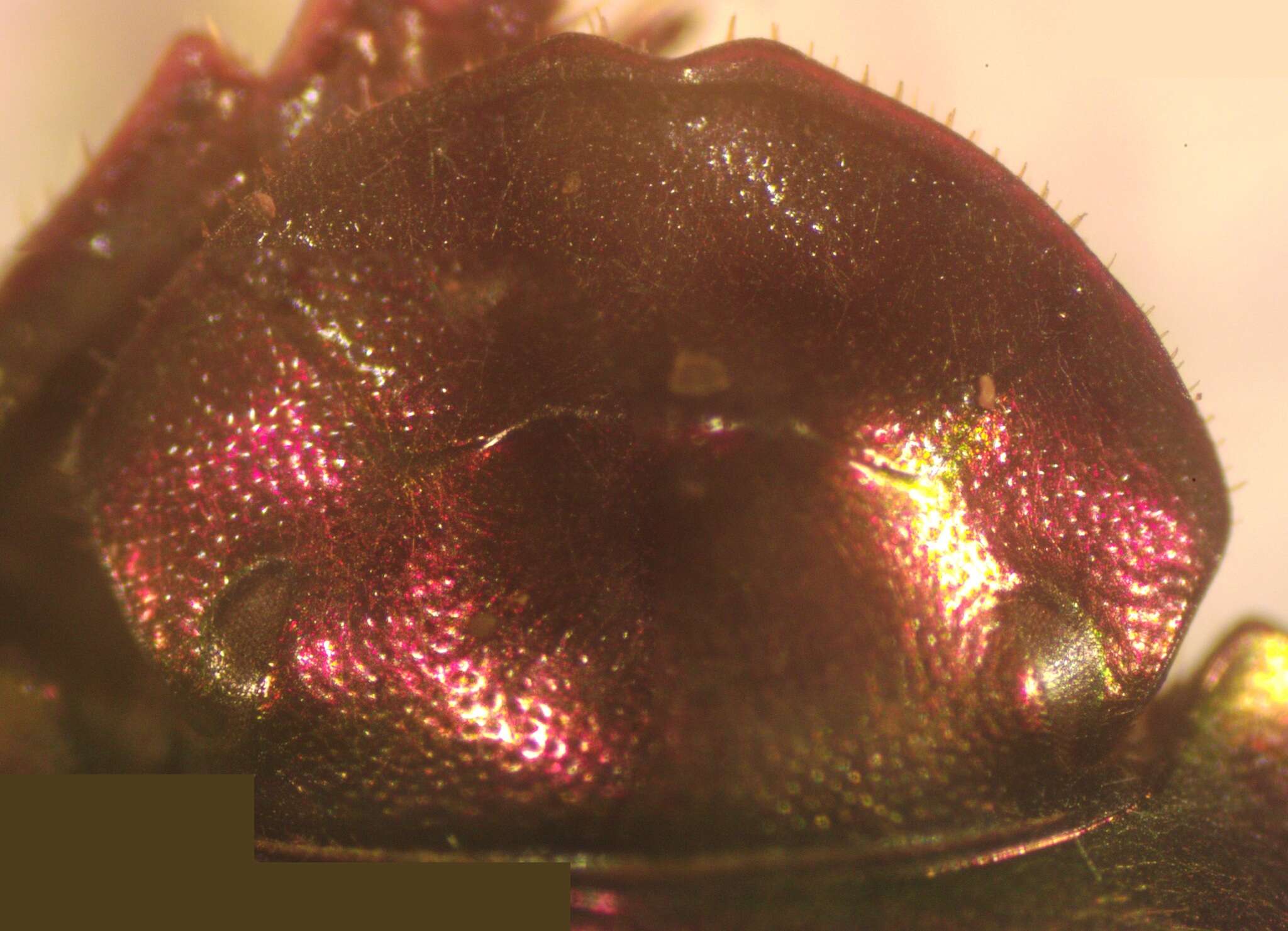 Image of Canthidium (Neocanthidium) haroldi Preudhomme de Borre 1886