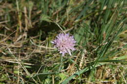 Слика од Knautia arvensis (L.) Coulter