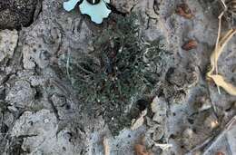 Image of hispid agrestia lichen