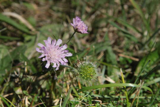 Слика од Knautia arvensis (L.) Coulter