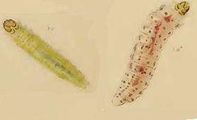 صورة Chrysoesthia drurella Fabricius 1775