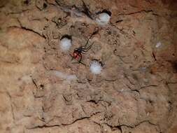 Latrodectus curacaviensis (Müller 1776)的圖片