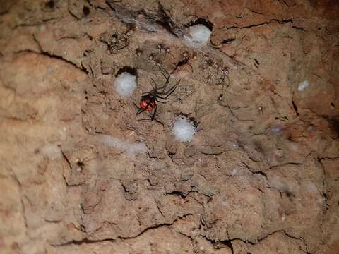 Plancia ëd Latrodectus curacaviensis (Müller 1776)