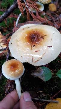 Hygrophorus bakerensis A. H. Sm. & Hesler 1942 resmi