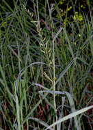 Plancia ëd Echinochloa polystachya (Kunth) Hitchc.