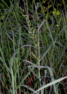 Sivun Echinochloa polystachya (Kunth) Hitchc. kuva