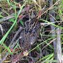 Image of Red-backed Button-quail