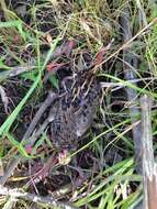 Image of Red-backed Button-quail