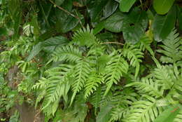 Image of Pteris comans G. Forst.