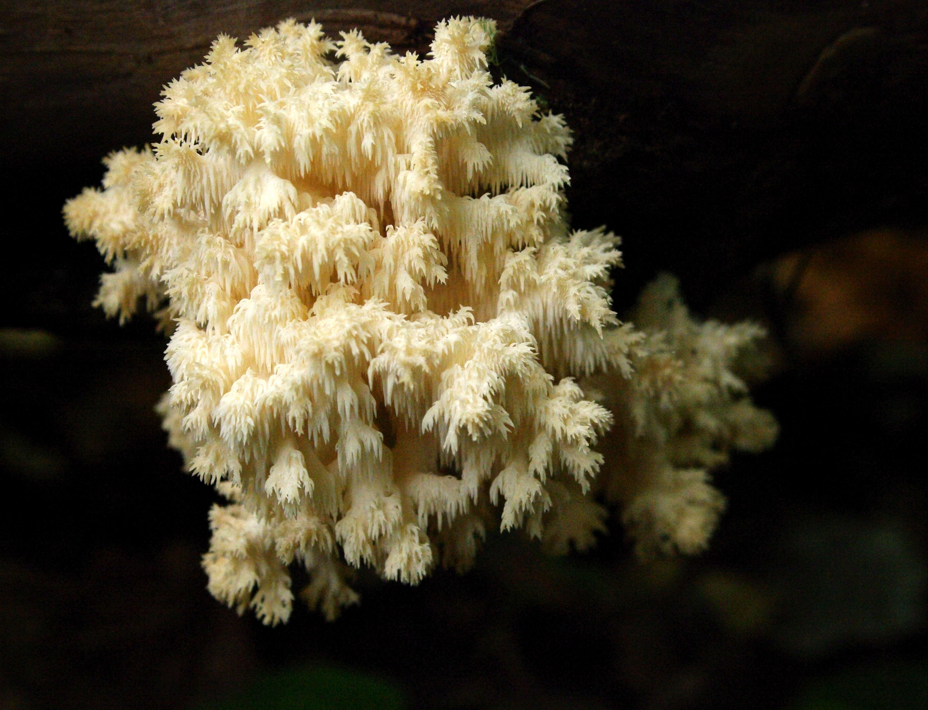 Hericium coralloides (Scop.) Pers. 1794 resmi