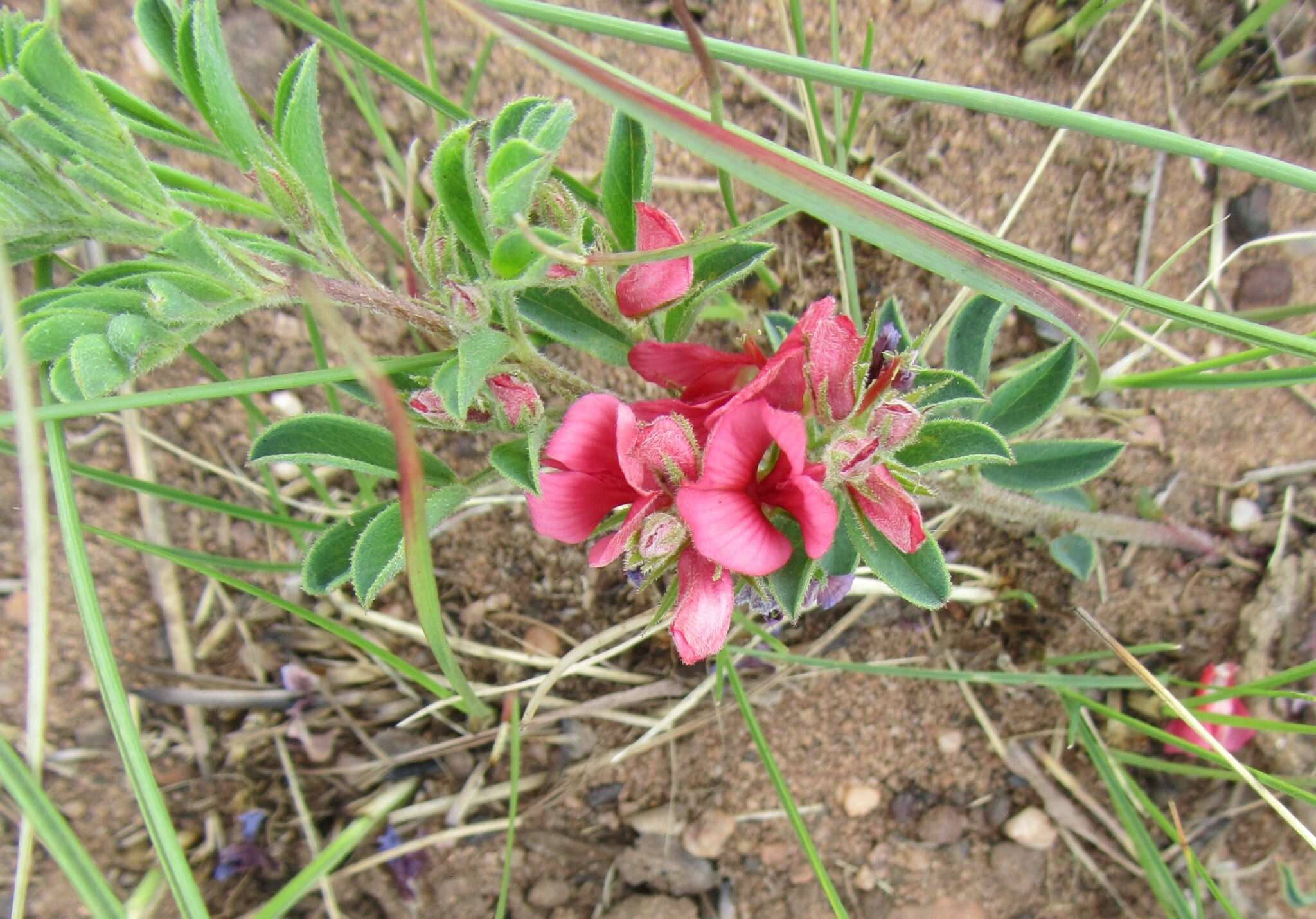 Indigofera hilaris Eckl. & Zeyh.的圖片