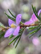 صورة Boronia stricta Bartling