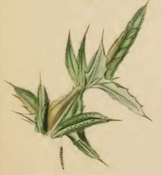 Image of Scrobipalpa acuminatella Sircom 1850