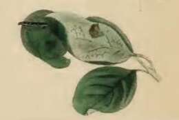 Image of Athrips mouffetella Linnaeus 1758