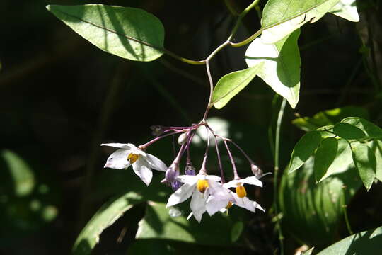 Image of jasmine nightshade