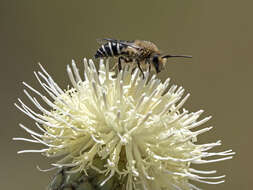 Image of Colletes dimidiatus Brullé 1840