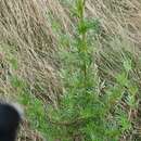 Image of Bidens subalternans DC.