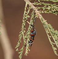 صورة Myrmecia fulvipes Roger 1861