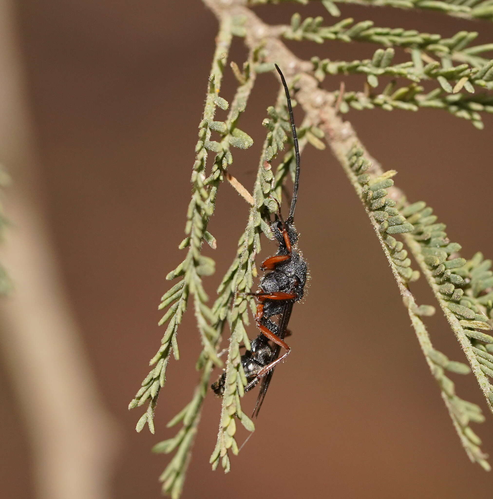 صورة Myrmecia fulvipes Roger 1861