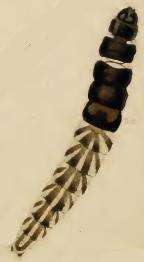 Image of Helcystogramma rufescens Haworth 1828