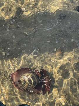 Image of white-banded bubble