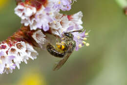 Image of Lasioglossum loetum (Brullé 1840)