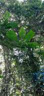 Dysoxylum mollissimum subsp. molle (Miq.) D. J. Mabberley的圖片