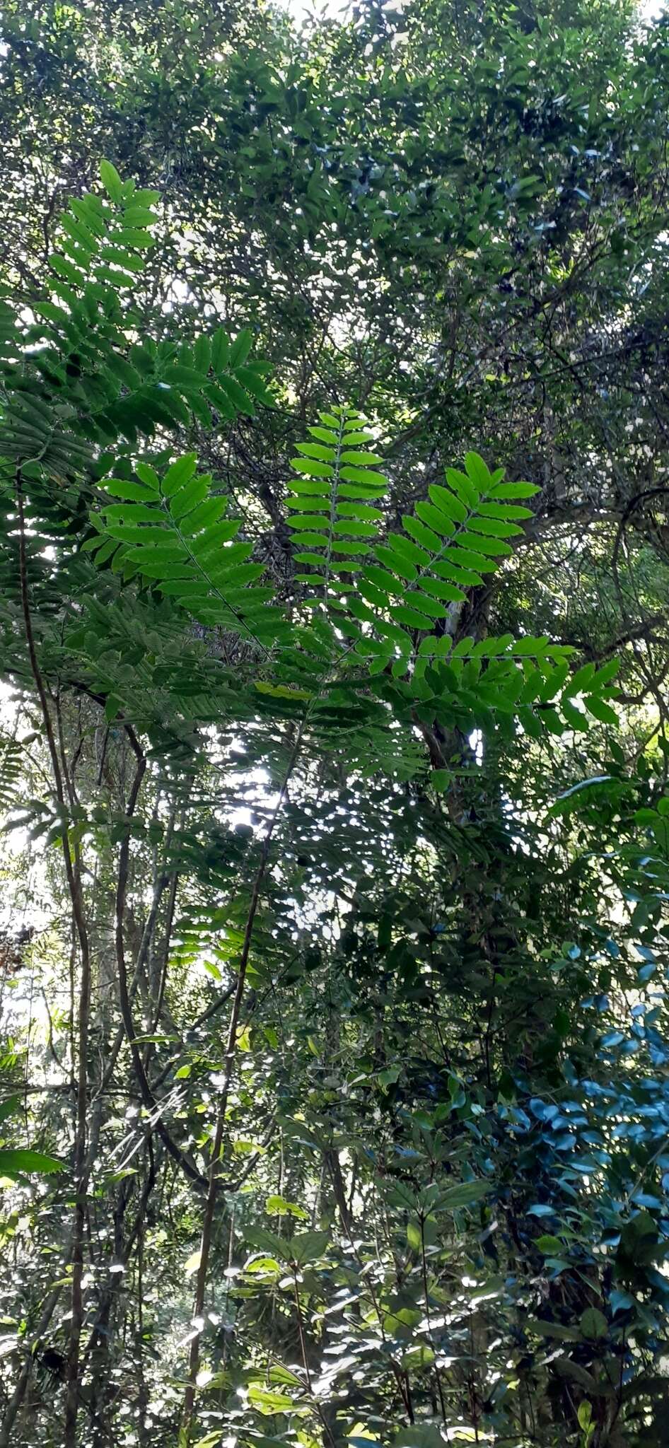 Dysoxylum mollissimum subsp. molle (Miq.) D. J. Mabberley的圖片