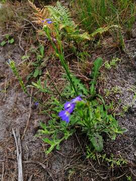 Image of Lobelia comosa L.