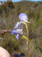 Image de Disa venusta Bolus