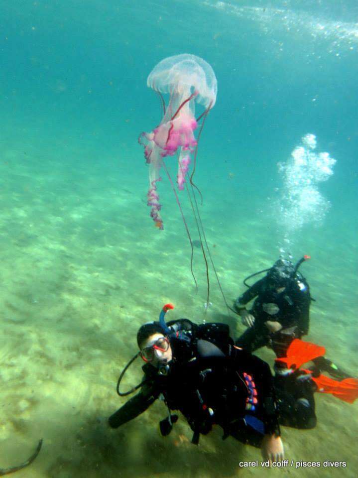 Image of sea nettle