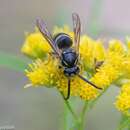 Image of Northern Aerial Yellowjacket