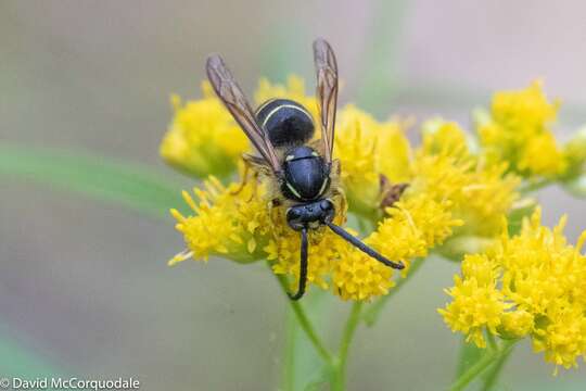 Image of Northern Aerial Yellowjacket