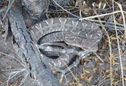 Image of Bothrops diporus Cope 1862