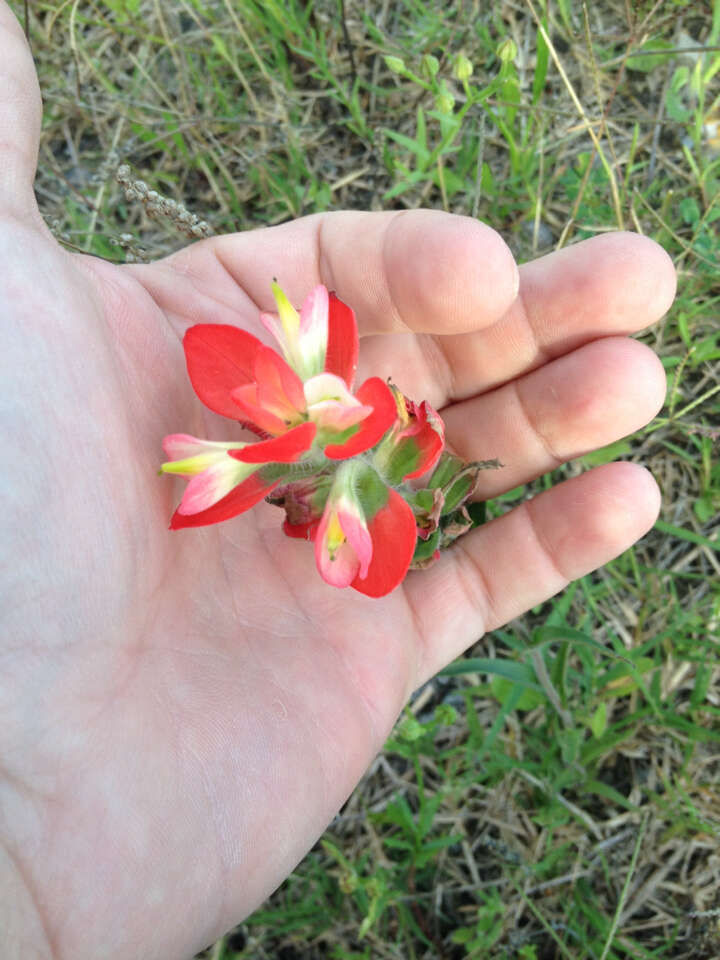 Image de Castilleja indivisa Engelm.