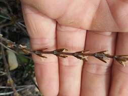 Image of Coprosma acerosa A. Cunn.